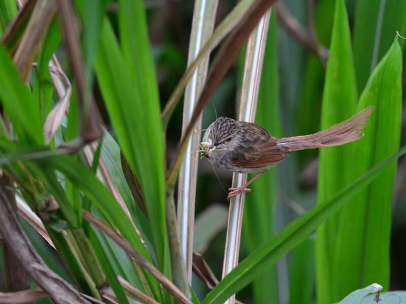 Prinia Rayada, Fotos 4
