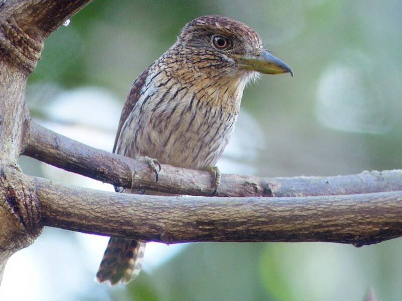 Eastern Striolated-Puffbird, 照片 3