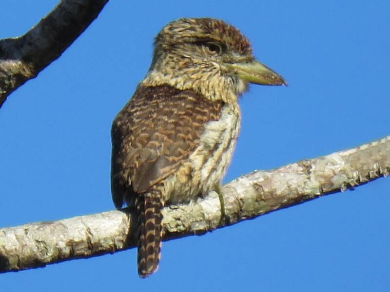 Eastern Striolated-Puffbird, 照片 4