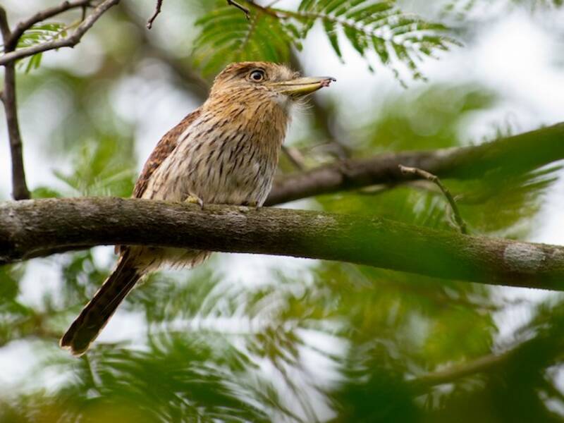 Eastern Striolated-Puffbird