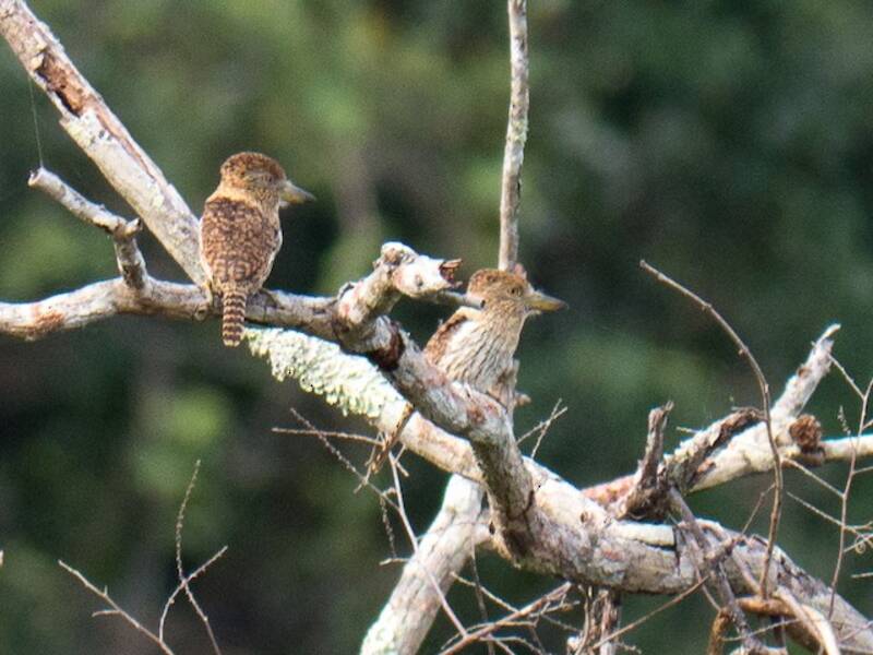 Eastern Striolated-Puffbird, 照片 2