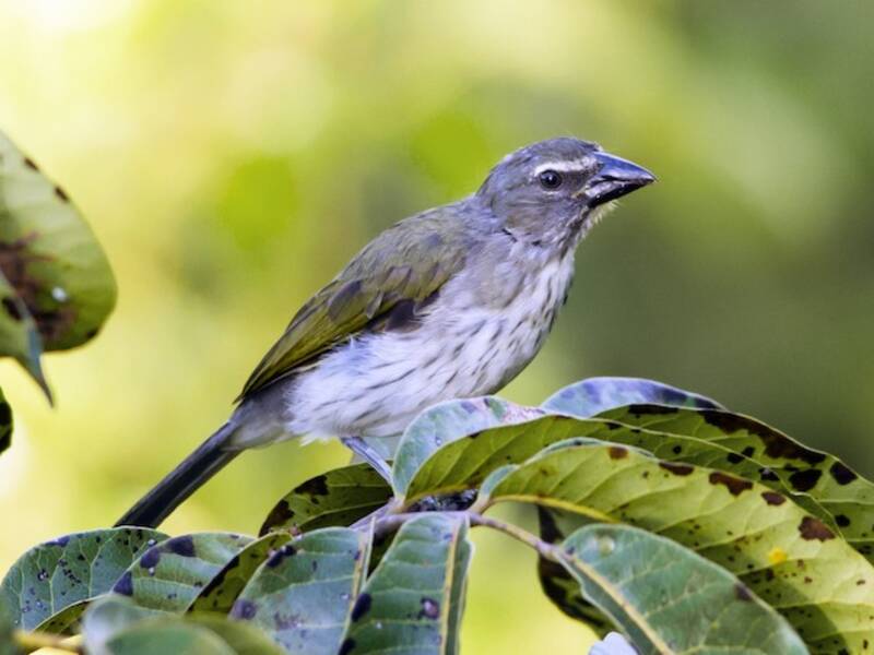 Streaked Saltator