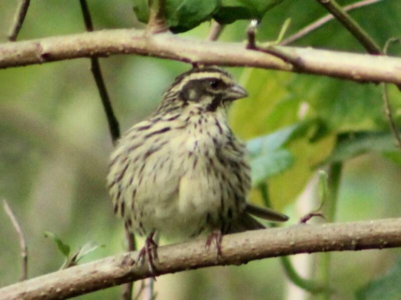 Verzellino striato, Foto 4
