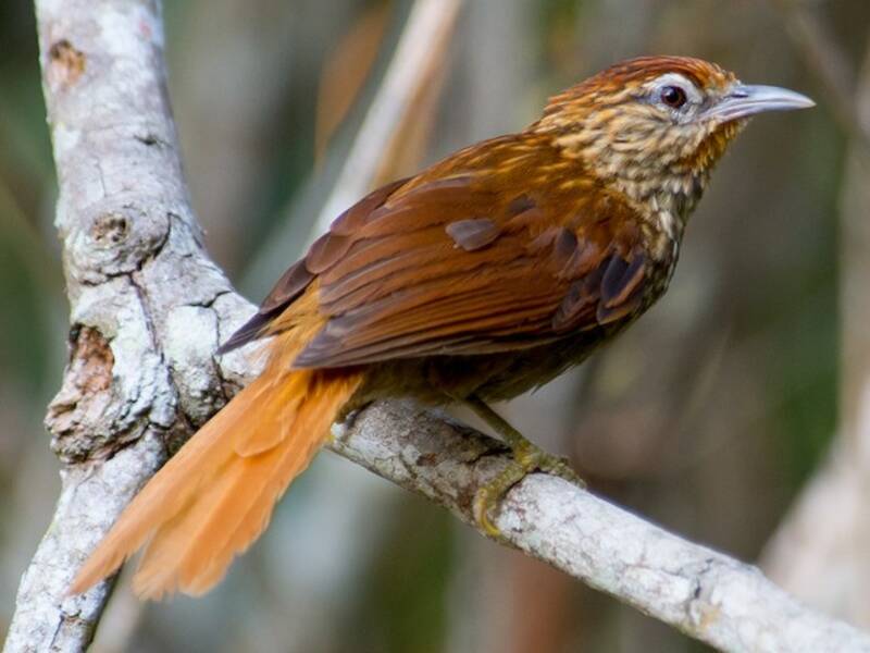 Striated Softtail, Photos 2