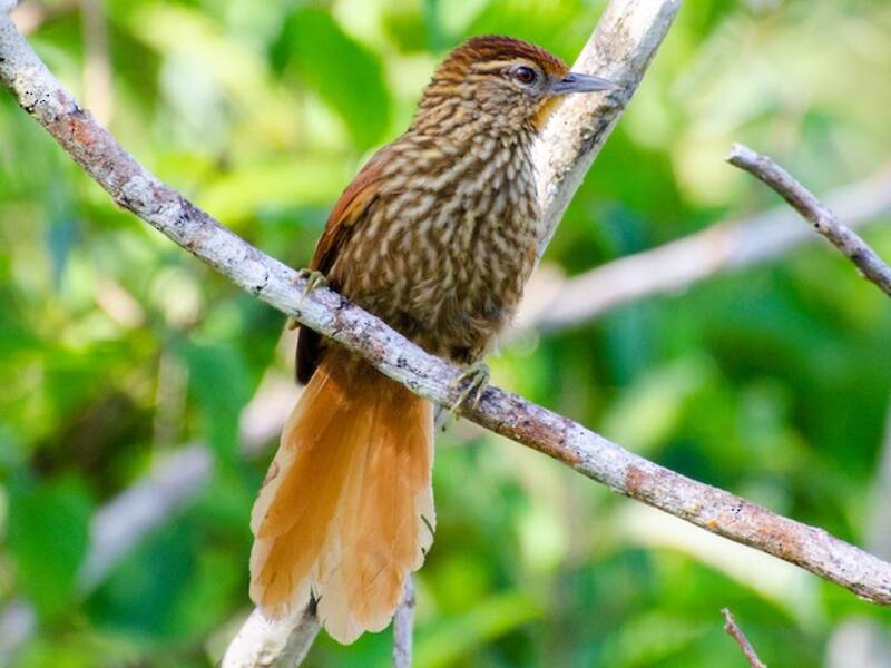 Striated Softtail, Photos 3