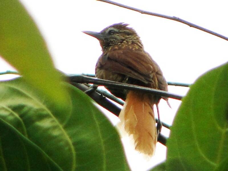Striated Softtail, Photos 4