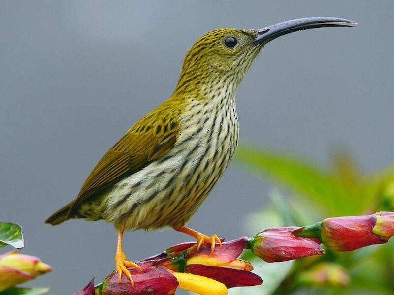 Streaked Spiderhunter, 照片 2