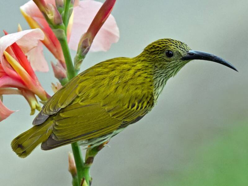 Streaked Spiderhunter, 照片 4