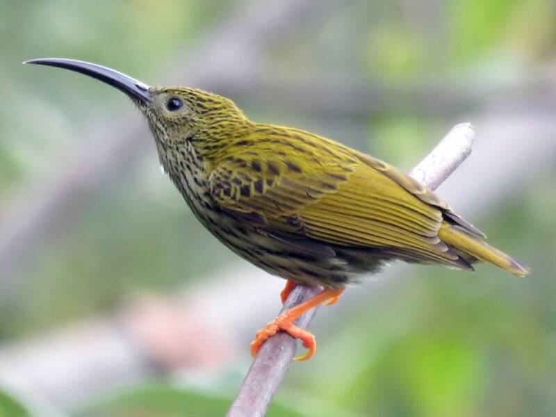 Streaked Spiderhunter, 照片 3