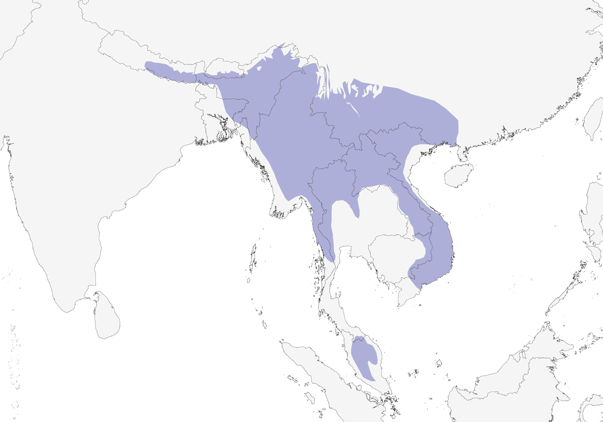 Streaked Spiderhunter, 分布 1