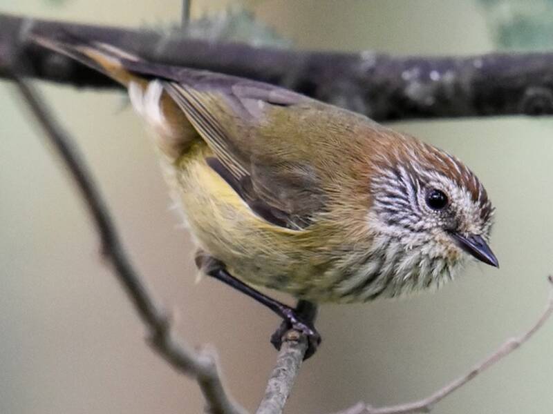 Striated Thornbill