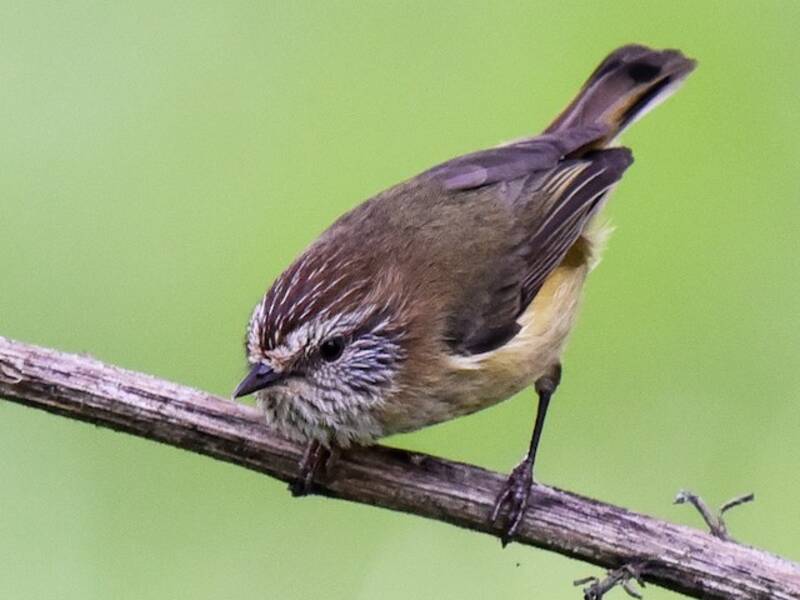 Striated Thornbill, Photos 3