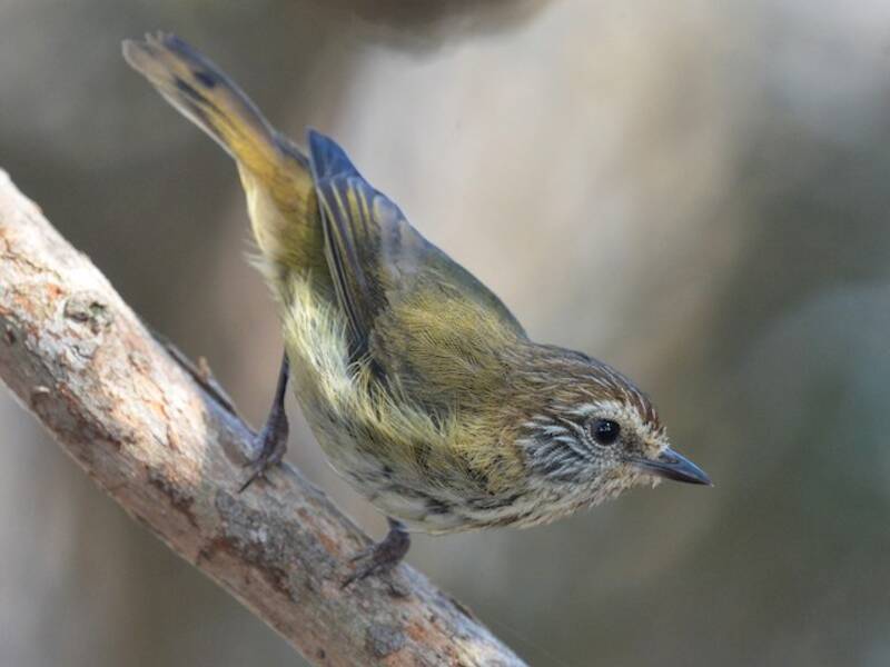 Striated Thornbill, Photos 2