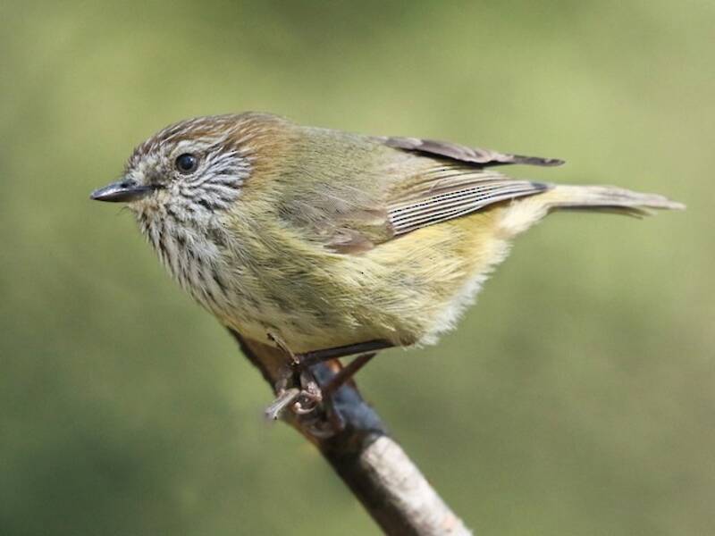 Striated Thornbill, Photos 4