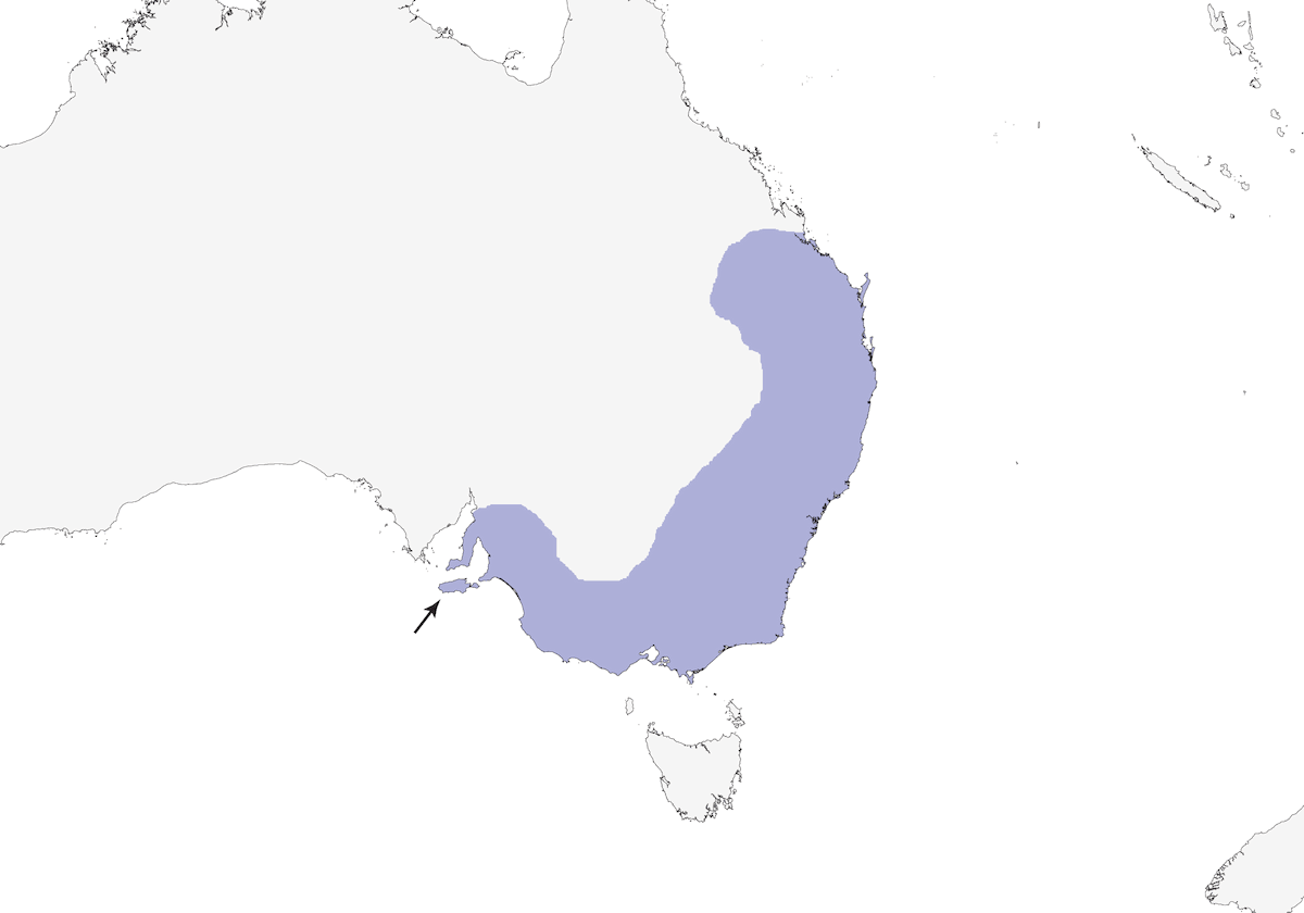 Striated Thornbill, Distribution 1