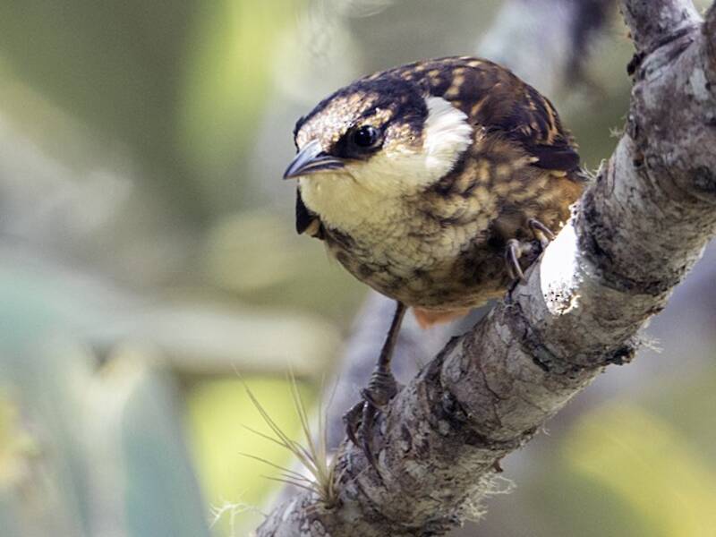 Pseudocolaptes striato, Foto 4