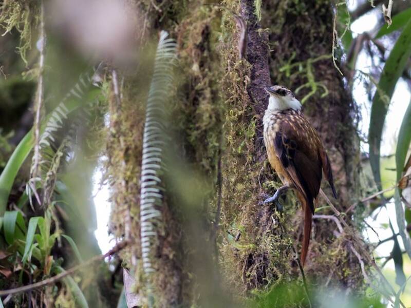 Streaked Tuftedcheek (Pseudocolaptes boissonneautii)