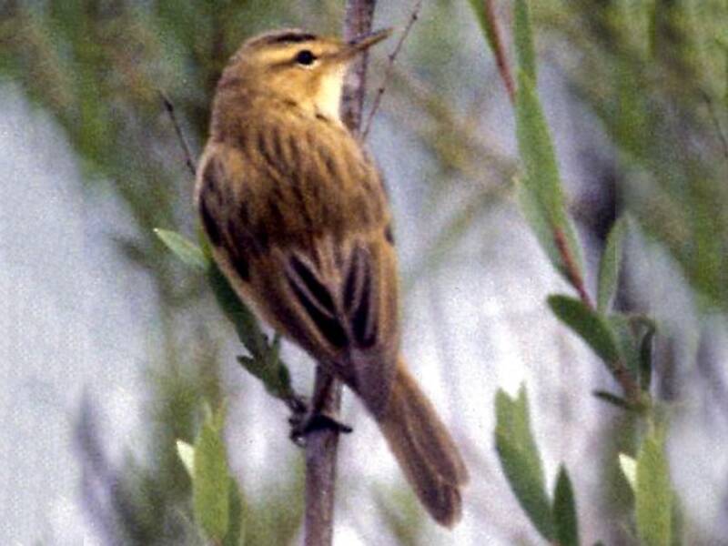 Streaked Reed Warbler