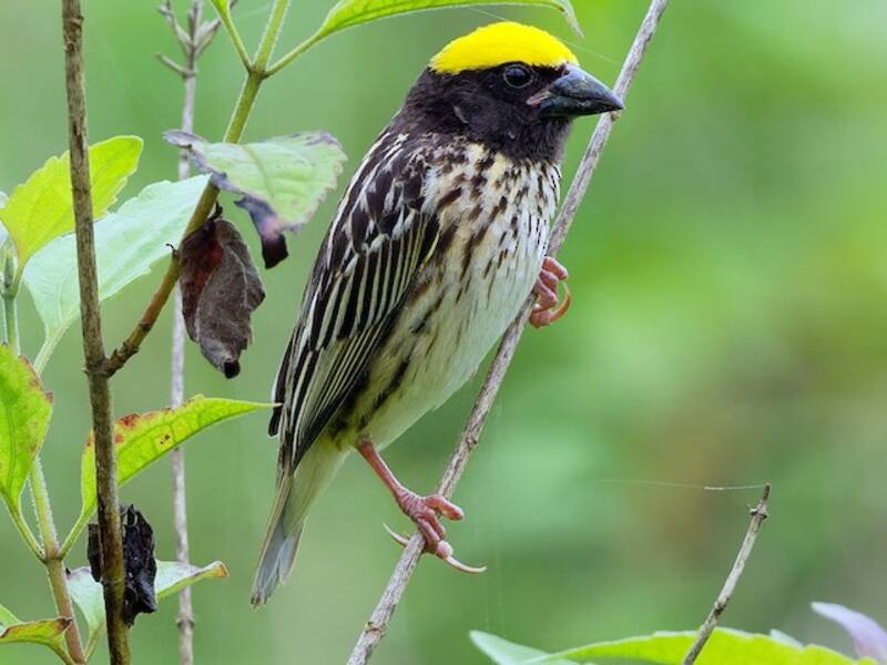 Streaked Weaver