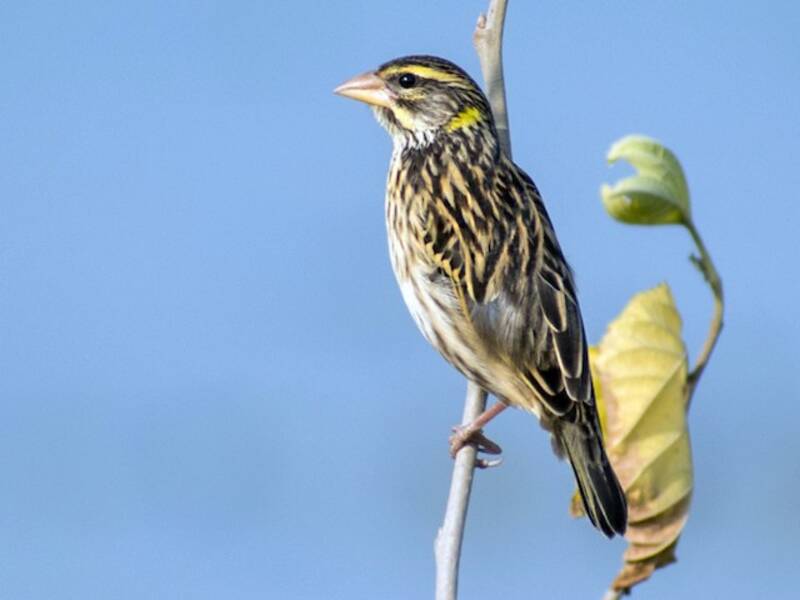 Tessitore striato, Foto 3