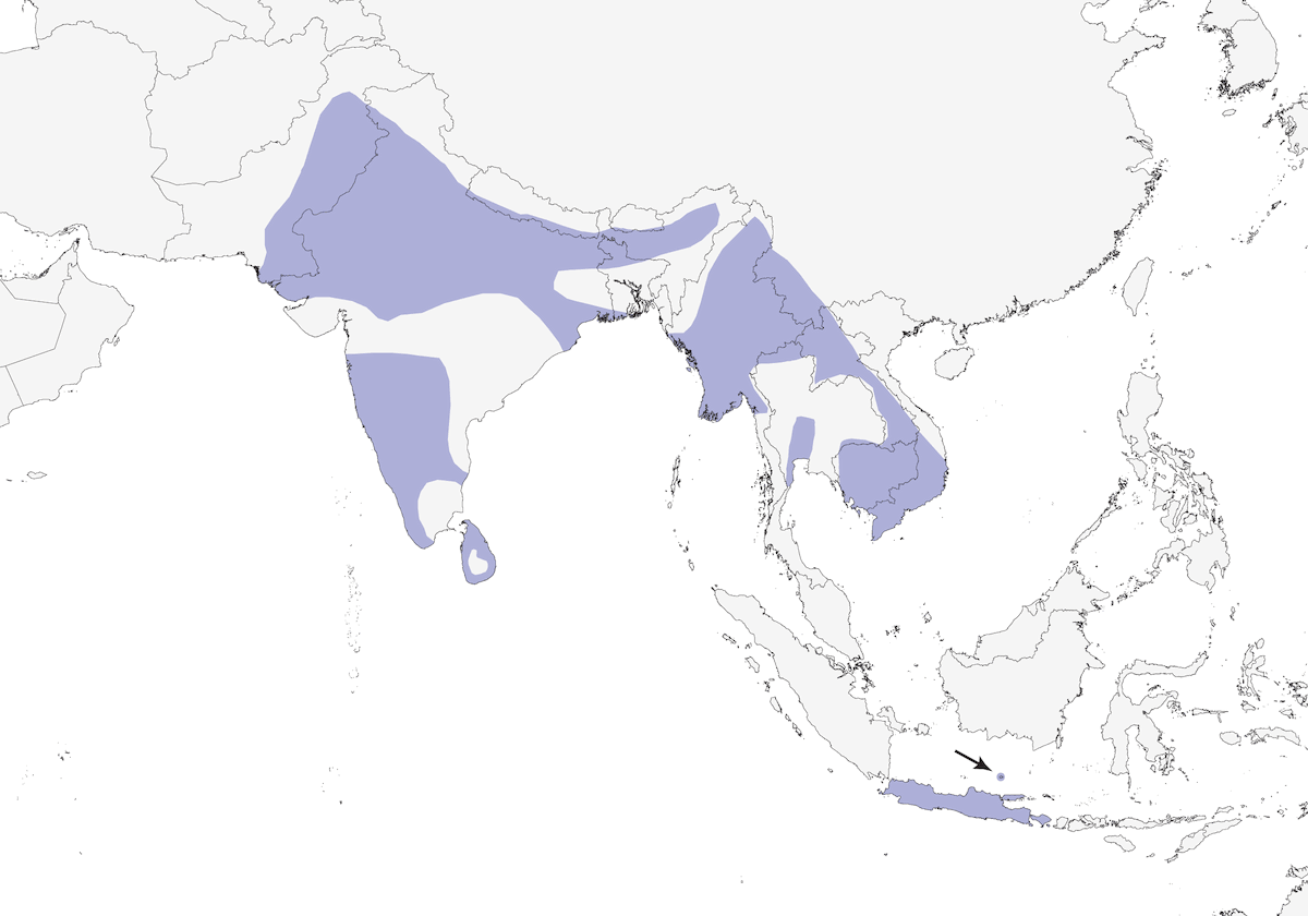 Tessitore striato, Distribuzione 1