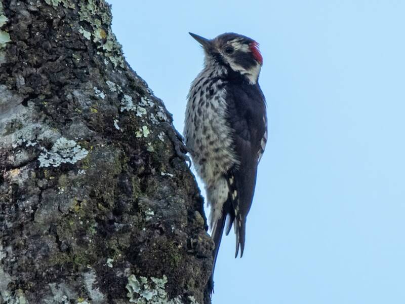 Strickland's Woodpecker, Photos 3