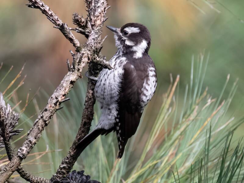 Strickland's Woodpecker, Photos 2