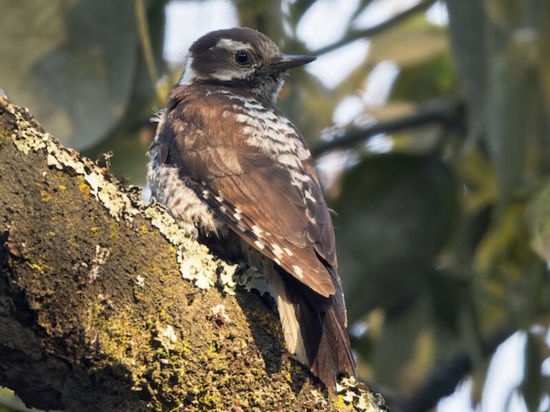 Strickland's Woodpecker, Photos 4