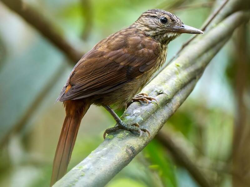 Eastern Woodhaunter (Automolus subulatus)