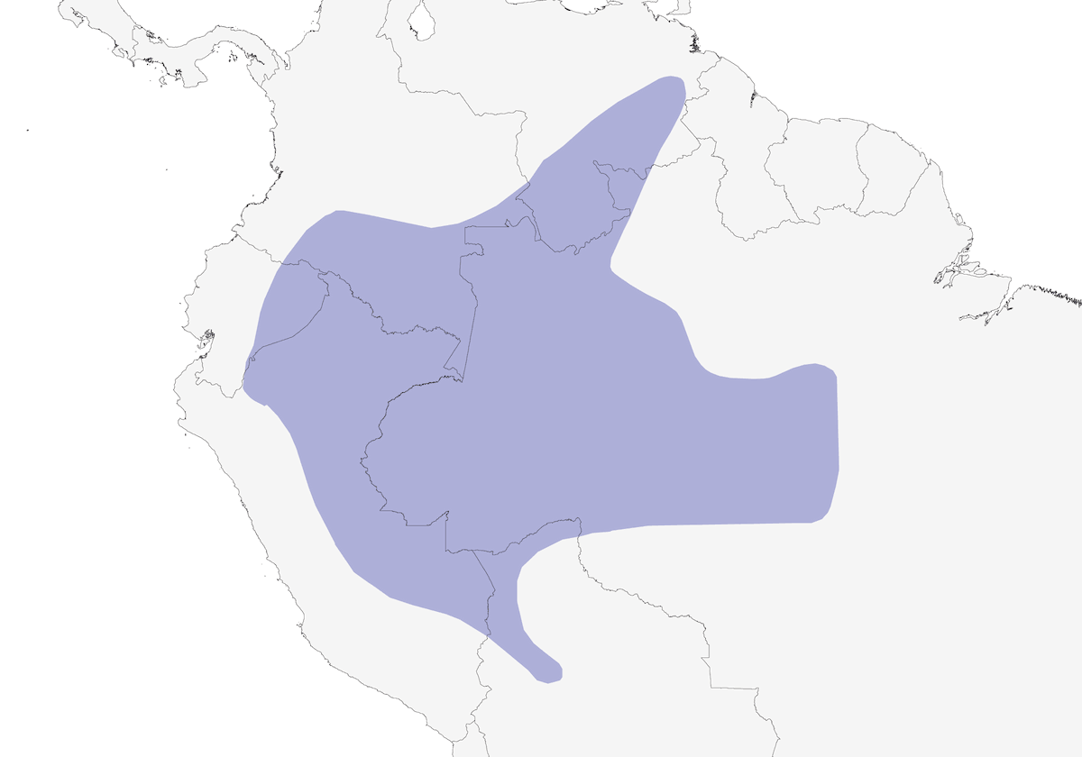 Hylocliste ondulé, Distribution 1