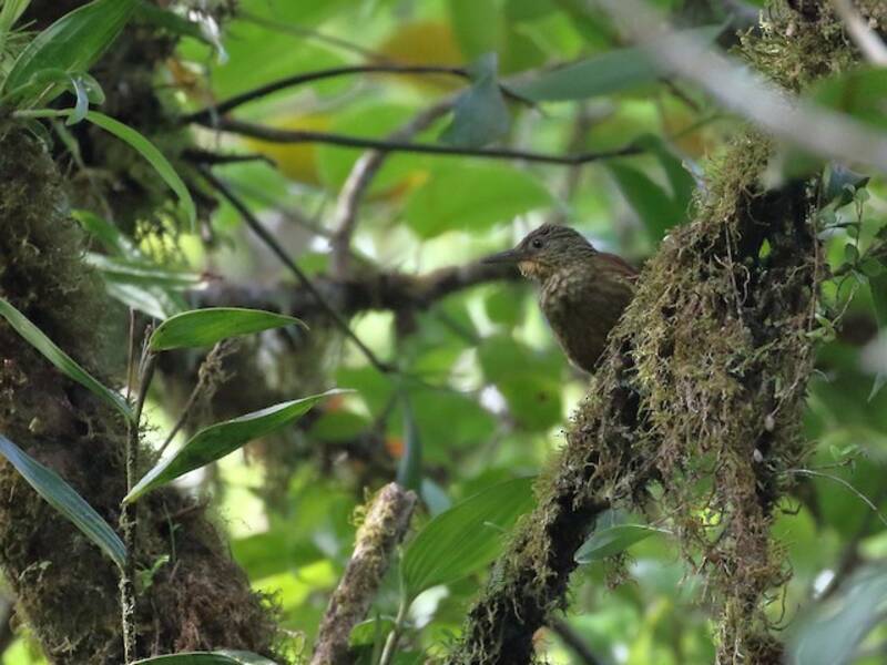 Western Woodhaunter (Automolus virgatus)