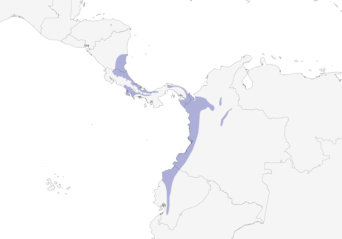 Cercatore di legno occidentale, Distribuzione 1