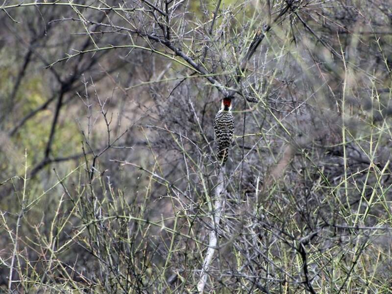 Striped Woodpecker