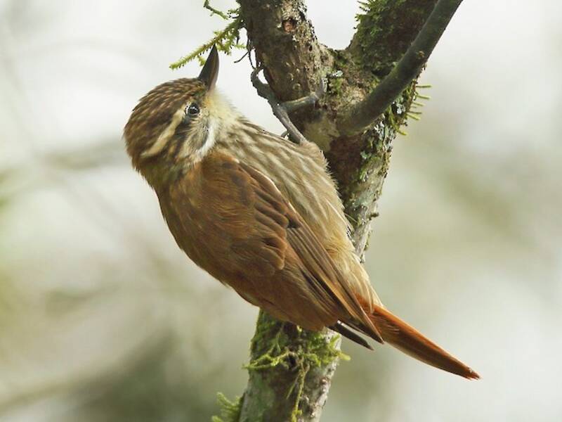Streaked Xenops, 照片 3