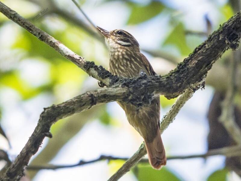 Streaked Xenops, 照片 4