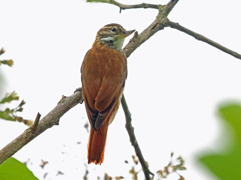 Streaked Xenops (Xenops rutilans)