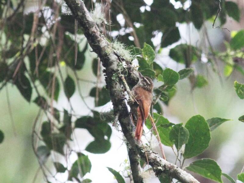 Streaked Xenops, 照片 2