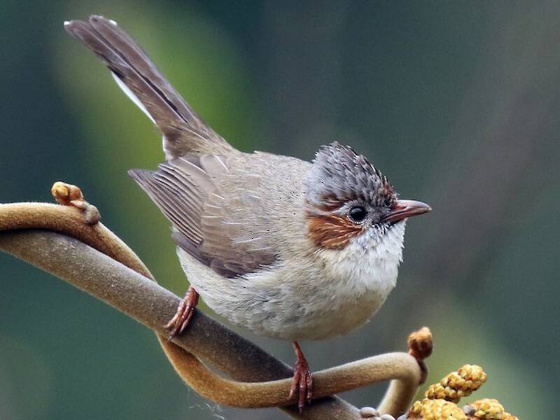 Streifen-Yuhina
