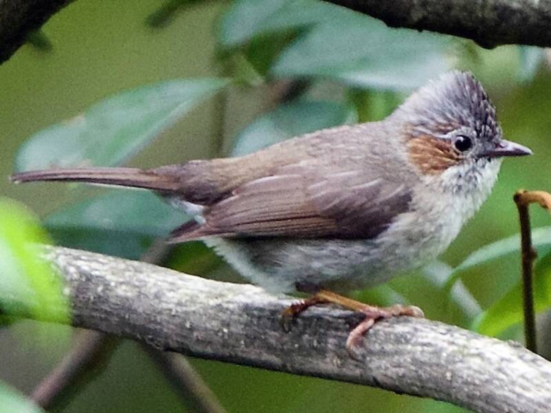 Yuhina striée, Photos 3