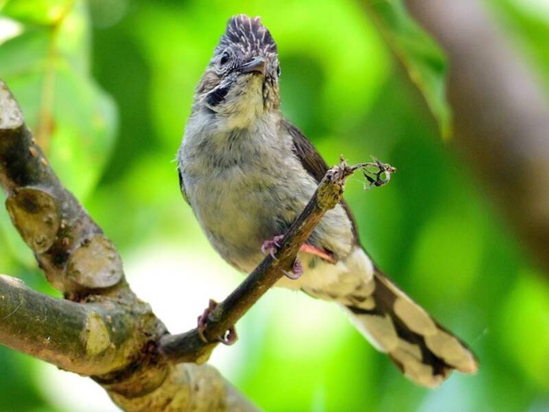 Yuhina striée, Photos 2