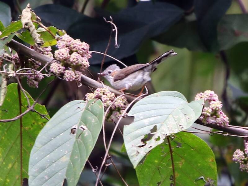 Yuhina striée, Photos 4