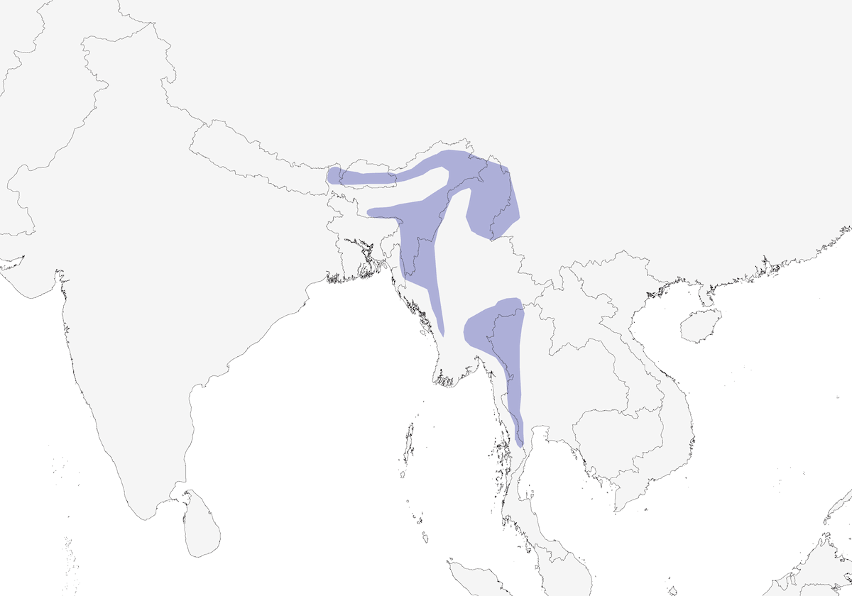 Yuhina striée, Distribution 1