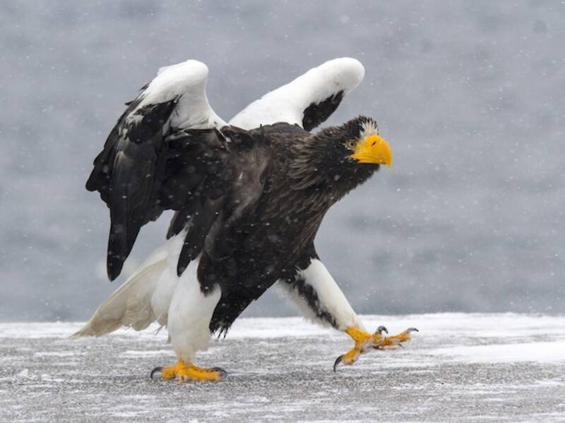 Riesenseeadler, Fotos 4
