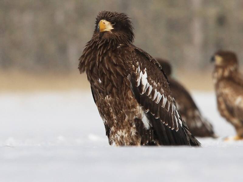 Riesenseeadler, Fotos 3