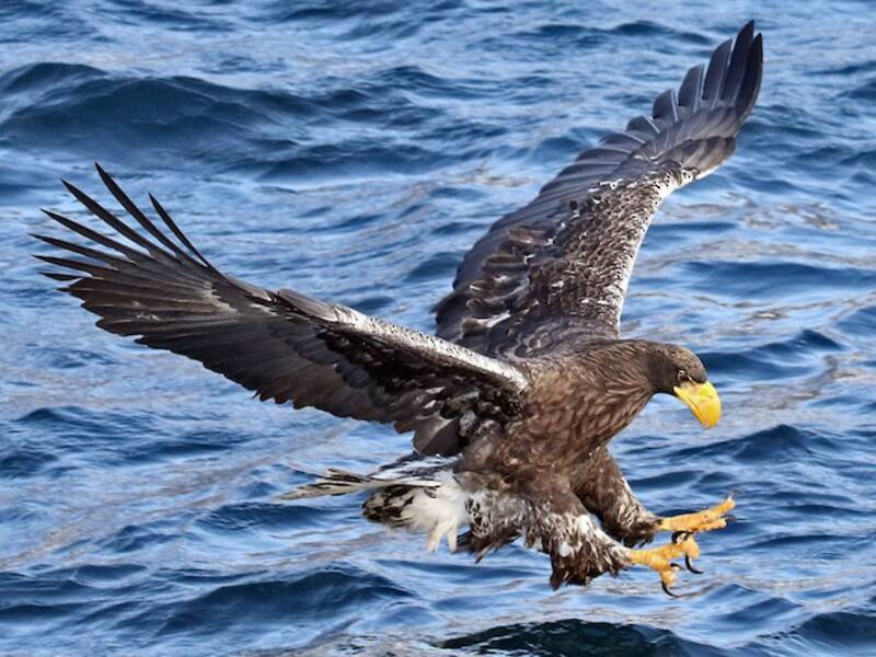 Steller's Sea-Eagle (Haliaeetus pelagicus)