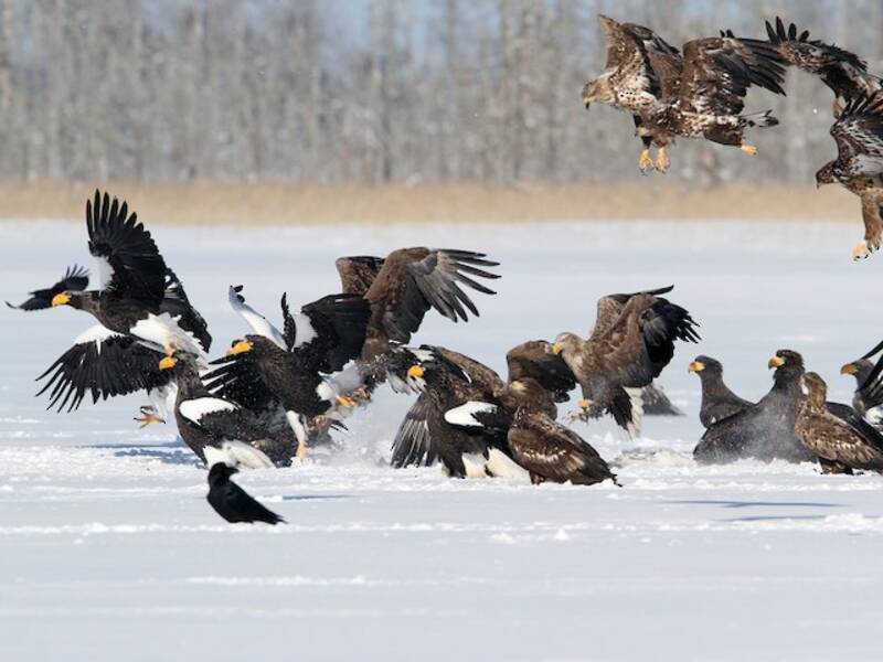 Riesenseeadler, Fotos 2