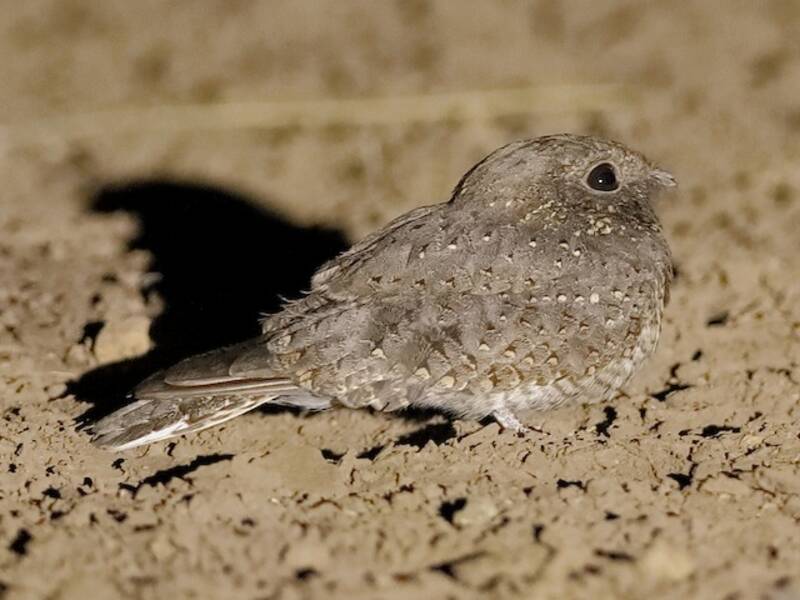 Star-spotted Nightjar