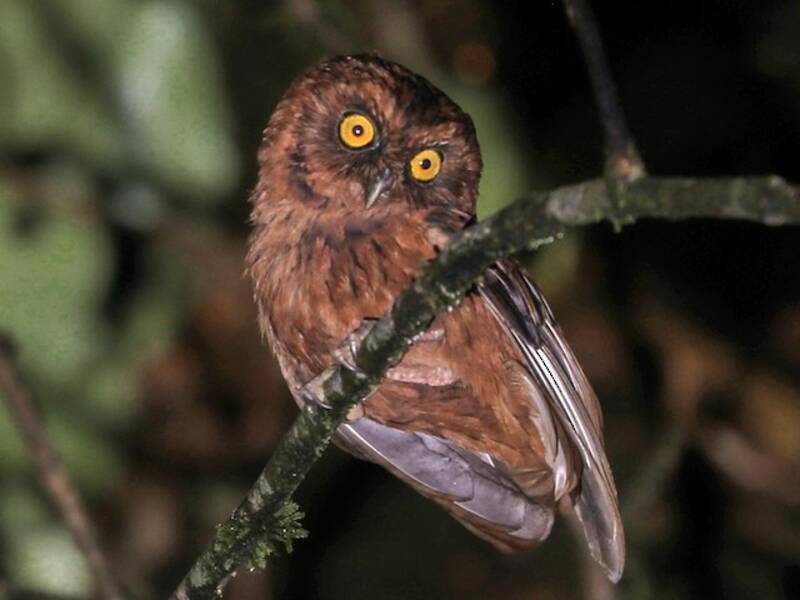 Sao Tome Scops-Owl, Photos 3