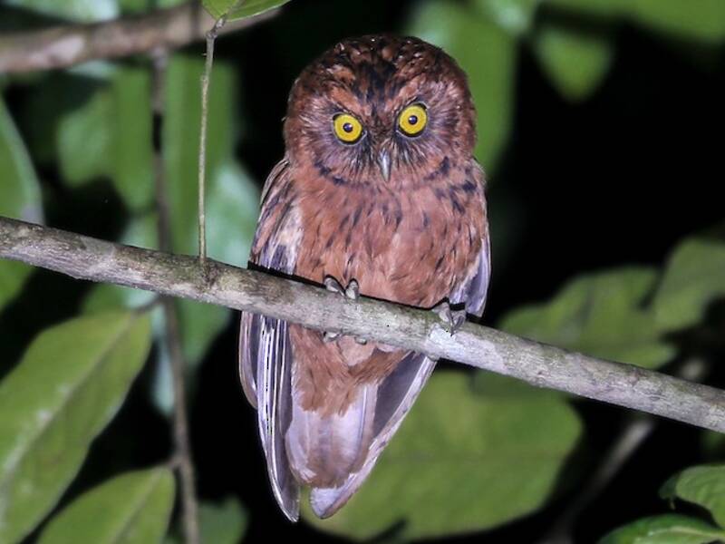Sao Tome Scops-Owl, Photos 4