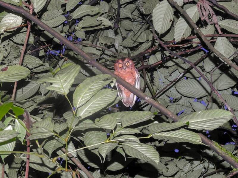 Sao Tome Scops-Owl, Photos 2